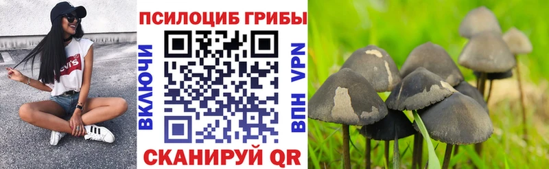 где купить наркоту  Ейск  Галлюциногенные грибы Cubensis 